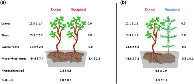 Estimated allocation of 13Carbon acquired by the donors (beech, Fagus sylvatica).