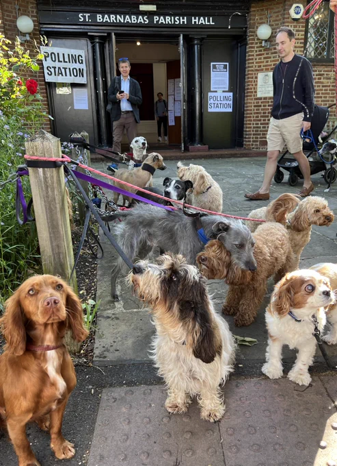 A group of dogs (various breeds and cross-breeds) posing at a Polling Station in Dulwich Village, South London on the morning of 4th July 2024 for the General Election. Credit Anna Skipwith @hellosocialLdn. To find out more/see a series of photos please DM me @hellosocialLdn or email anna@hellosocial.media.