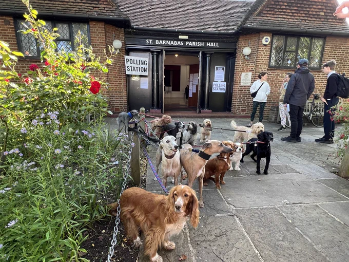 A group of dogs (various breeds and cross-breeds) posing at a Polling Station in Dulwich Village, South London on the morning of 4th July 2024 for the General Election. Credit Anna Skipwith @hellosocialLdn. To find out more/see a series of photos please DM me @hellosocialLdn or email anna@hellosocial.media.