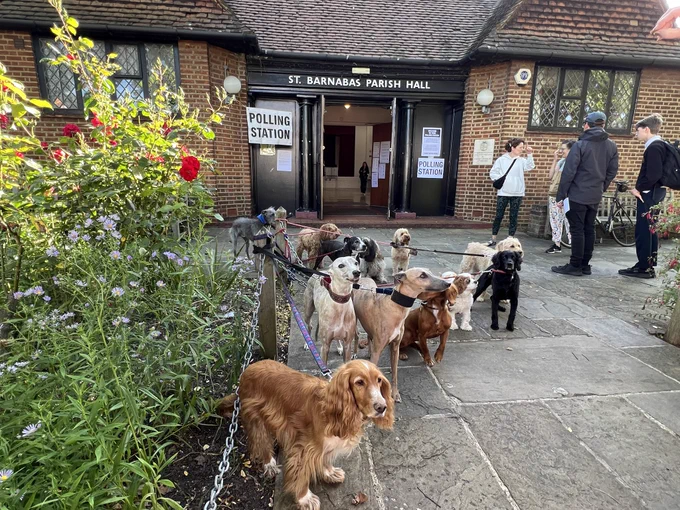 A group of dogs (various breeds and cross-breeds) posing at a Polling Station in Dulwich Village, South London on the morning of 4th July 2024 for the General Election. Credit Anna Skipwith @hellosocialLdn. To find out more/see a series of photos please DM me @hellosocialLdn or email anna@hellosocial.media.