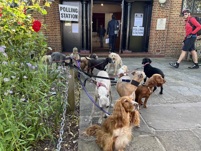 A group of dogs (various breeds and cross-breeds) posing at a Polling Station in Dulwich Village, South London on the morning of 4th July 2024 for the General Election. Credit Anna Skipwith @hellosocialLdn. To find out more/see a series of photos please DM me @hellosocialLdn or email anna@hellosocial.media.