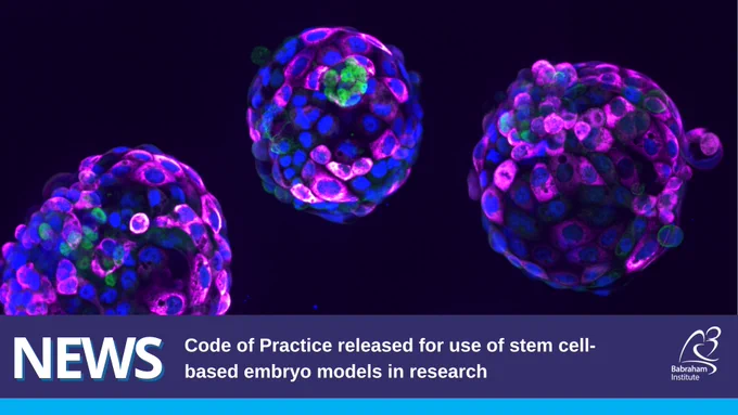 Human stem cell-based embryo model – Blastoids. Blue marks all nuclei, the green label marks cells of the inner cell mass, and the pink label is a readout of a ribosomal protein. Credit Irene Zorzan and Teresa Rayon, Babraham Institute.