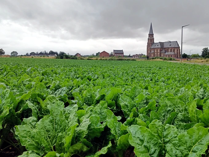 Old and new: in the Rhenish mining region, the exceptionally fertile soil is opening up a treature trove for the bioeconomy.