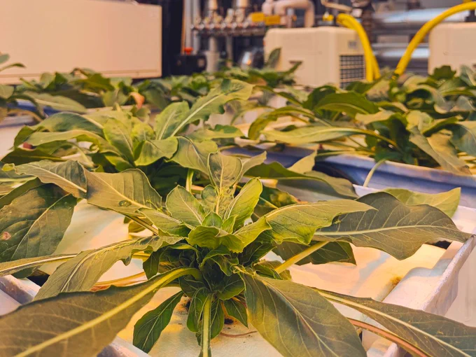 At Forschungszentrum Jülich, the Institute for Plant Sciences develops integrated bioeconomy concepts for the intensification and sustainability of plant production.