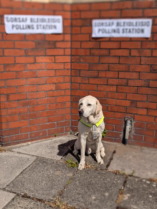 Uri sat in harness between two polling station signs in Welsh and English 