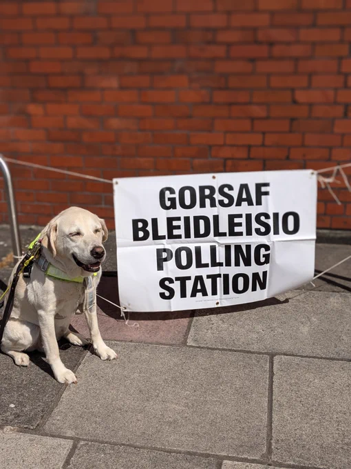 Uri in harness eyes shut next to Welsh / English polling station sign  