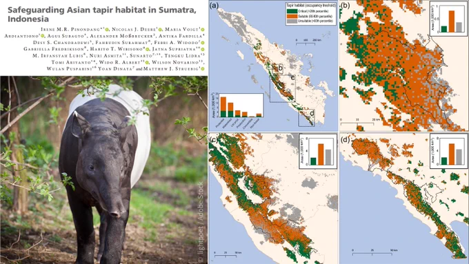Top left: the article title 'Safeguarding Asian tapir habitat in Sumatra, Indonesia' and author names. Bottom left: a black and white Asian tapir in the forest. Right: figure 3 from the article showing predicted suitable habitat for the Asian tapir in Sumatra. 