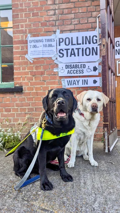 Guide Dog Quark, a black Labrador in a guide dogs harness sits outside the polling station with retired guide dog, yellow Labrador Kika. Quark is definitely more excited about the prospect of a General Election today,  as evidenced by the enormous smile on his face. However Kika has had enough of visiting the polling station this year and looks like she's a bit fed up of all the politics chat. Behind them are large black & white signs reading 'Polling Station', 'way in' and 'disabled access'.
