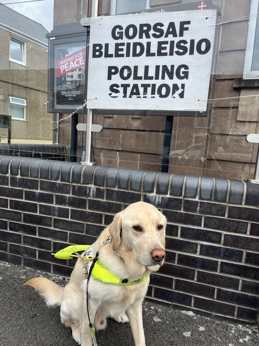 A yellow labrador retriever wearing a white and green Guide Dog harness sits in front of a brick wall and a polling station sign.