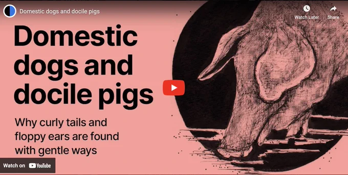 Screenshot of animation 'Domestic dogs and docile pigs'