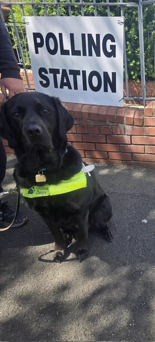 Black lab sat facing the camera, wearing her guide dog harness in front of a polling station sign. 
