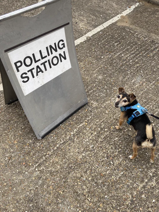 Tiny Black and Tan Jack Russell dog stands next to what appears to be a giant Polling Station A-board sign.