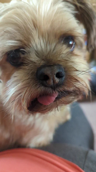 Close up picture of a small tan dog's face. He has big brown eyes, brown nose and a slightly sticking out pink tongue