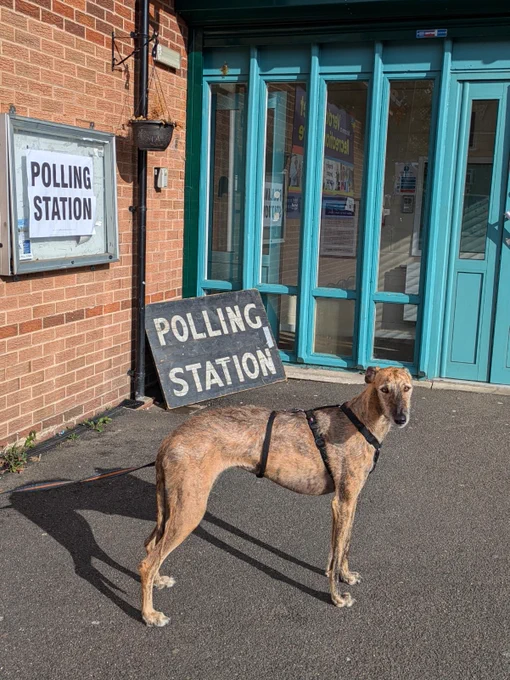 A galgo at a polling stations