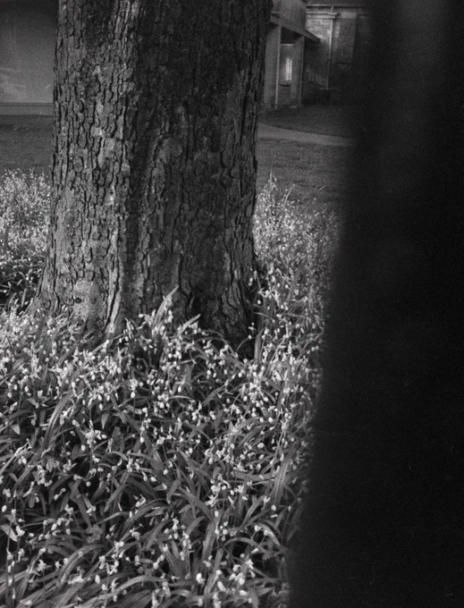 Half frame black and white photograph of spring flowers at the base of a tree