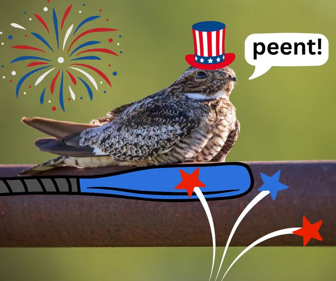 The image is a whimsical depiction of a bird with mottled brown and white plumage, perched on a metal bar against a green blurred background. The bird is humorously adorned with a digitally drawn patriotic top hat in red, white, and blue with stars, and a speech bubble containing the word “peent!” in bold lettering. To the left, there’s an illustrated firework, and below the bird are additional drawn elements like a blue swoosh and stars, suggesting a theme of celebration or national pride.