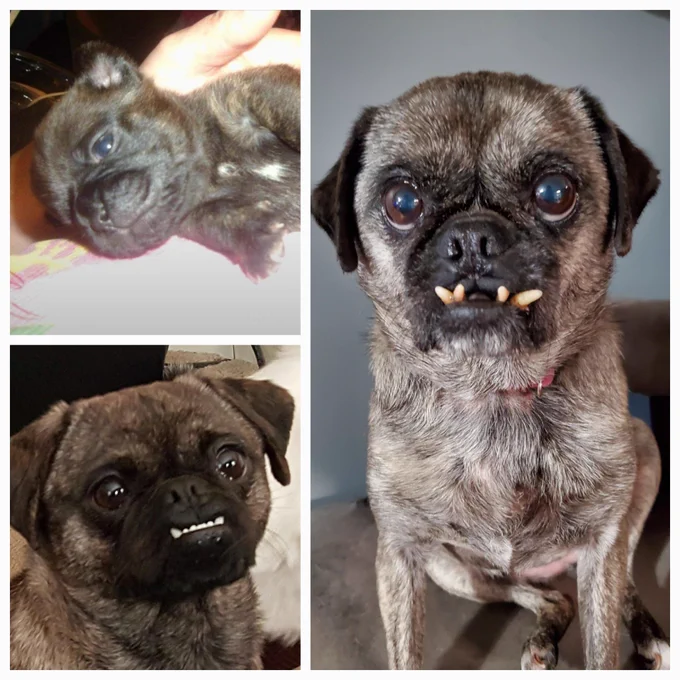 A collage of a small ugly dog in 3 photos: as a weeks old puppy, a grown young adult, and at ten years old. The rate of decay is astounding.