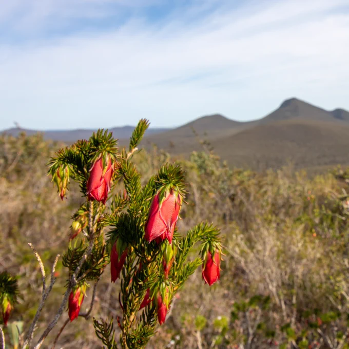📷 𝘋𝘢𝘳𝘸𝘪𝘯𝘪𝘢 𝘰𝘹𝘺𝘭𝘦𝘱𝘪𝘴 at Stirling Range National Park by Andrew Crawford