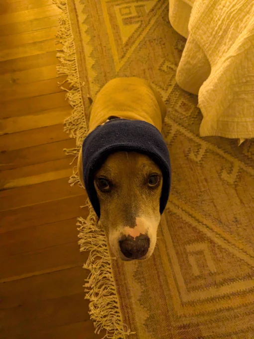 A sad looking dog wearing a snood over its ears 