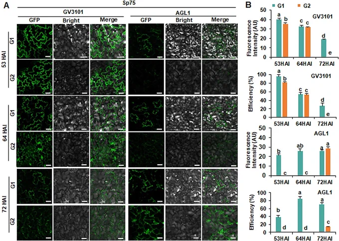 Transient expression of HopF2-GFP in spinach Sp75 at the four-leaf stage. (A) GFP fluorescence images. G1 and G2 were infiltrated with Agrobacterium strain GV3101 (pSoup-p19) and AGL1 harboring pCAMBIA2300-HopF2-GFP constructs to observe the GFP fluorescence signal at 53 h, 64 h, 72 h after injection (HAI). Scale bar = 50 μm. (B) Fluorescent intensity and transformation efficiency of HopF2-GFP in Sp75 leaves using Agrobacterium strain GV3101 (pSoup-p19) and AGL1 at 53HAI, 64 HAI, 72HAI. AU: arbitrary unit. The experiments were repeated three times with similar results. Data presented are mean values ± SD (n ≥ 6). Different letters represent significant differences determined by one-way ANOVA with Tukey’s post hoc test (P < 0.05)