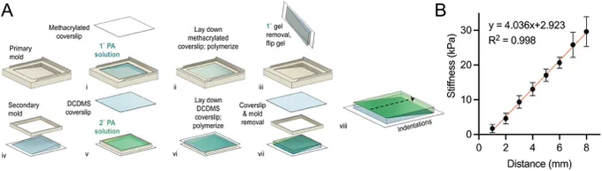 Figure S2 from Yong Hwee Tan et al. 2024 “Stiffness Mediated-Mechanosensation of Airway Smooth Muscle Cells on Linear Stiffness Gradient Hydrogels”:
(A) Correlation of Young’s modulus from macroscale stiffness (UCT) assessment with nanoindentation (AFM), was conducted using cylindrical PA hydrogels of different Acrylamide %/Bis-acrylamide % derived from Tse and Engler [47] 10 %/0.06 %, 10 %/0.1 %, 10 %/0.15 % and 10 %/0.3 % (Linear regression, P < 0.0001, R2 = 0.9288, n = 4). Data are presented as mean  SEM. (B) An example force curve from atomic force microscopy with an approach velocity of 2 μm/s, until a 2 nN trigger force was registered, and retraction of indenter at 10 μm/s.
NanoWorld triangular Pyrex-Nitride PNP-TR AFM probes were used to assess the stiffness of the hydrogels with atomic force microscopy.
