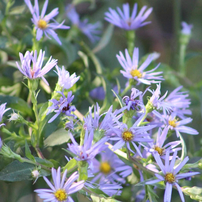 Purple flowers.
