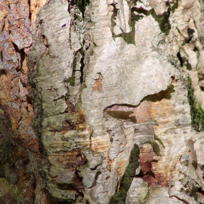 Close-up detail of bark on tree.