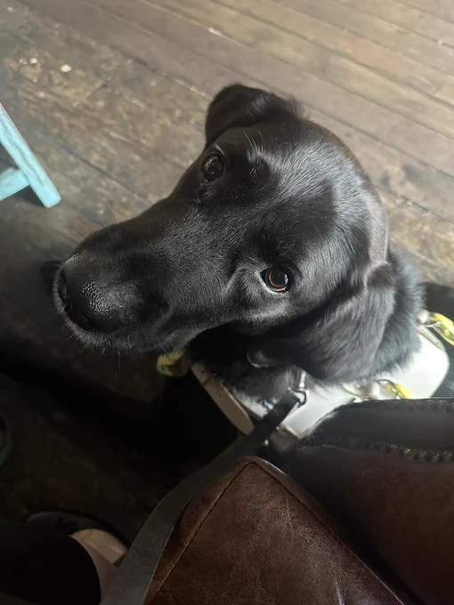 The picture shows a close-up of a black dog, likely a Labrador Retriever, looking up at the camera with a gentle expression. The dog is wearing a white harness, which suggests it might be a guide dog. The background consists of a wooden floor, and part of a brown leather chair is visible in the lower right corner. The dog's eyes are expressive and its fur looks shiny and well-groomed.