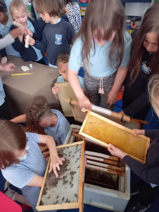 we looked at the inside of a bee hive.