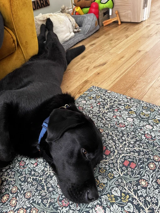 Quark, a black Labrador is seen laying on the floor of the living room, his head on the William Morris patterned floor mat and his body on the golden oak floor, his tummy pressed up against the corner of the sofa. His legs are outstretched and reach Kika who is zonked out in a bed in the corner.