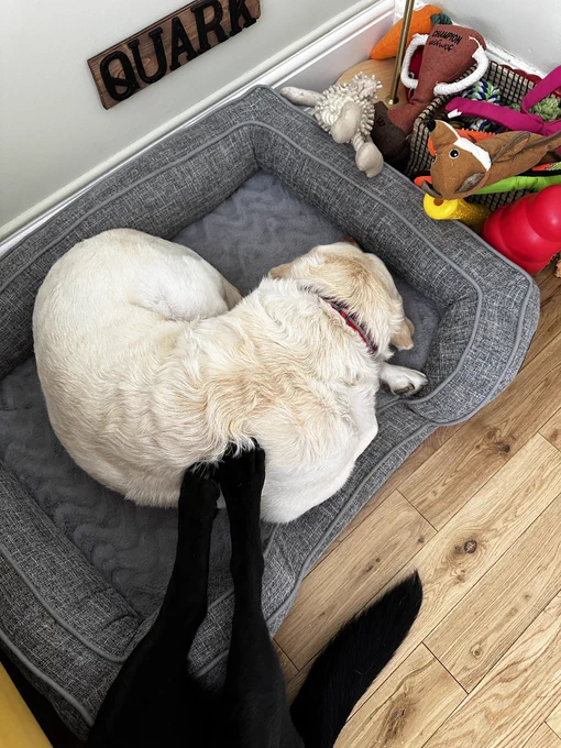 A close up of Quarks legs which are outstretched and reach all the way over to Kika, yellow Labrador, who is curled up in Quark’s bed fast asleep. Quarks legs are pressed up against Kika’s back, she is turned away as if unimpressed and fast asleep.