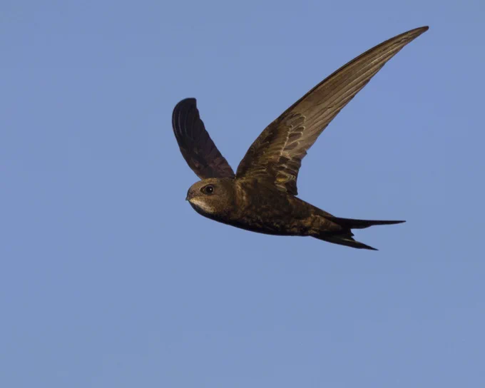 The swift is black all over, with a small, pale patch on its throat. Looking a bit like a boomerang when in the air, it is very sociable and can often be spotted in groups wheeling over roofs and calling to each other with high-pitched screams. It is larger than swallows and martins (which have white undersides) and, unlike them, does not perch on wires, buildings or trees.
