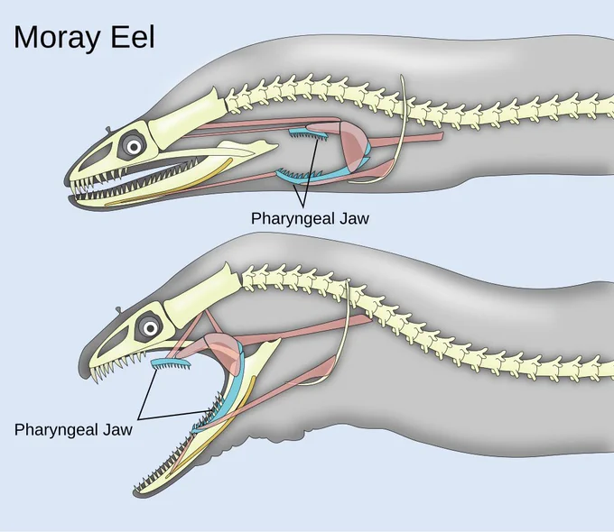 Two diagrams showing a moray eel's mouth closed and open with the extra internal jaw protruding forward when the mouth is open. 