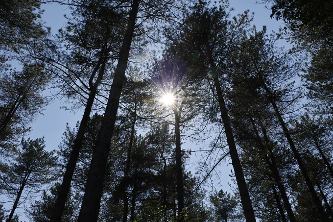 Sunlight streaming through tall pine trees against a clear blue sky.