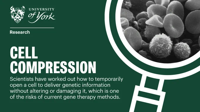 An image of blood cells as seen through a microscope, text reads next to the image reads "Cell Compression: Scientists have worked out how to temporarily open a cell to deliver genetic information without altering or damaging it, which is one of the risks of current gene therapy methods."