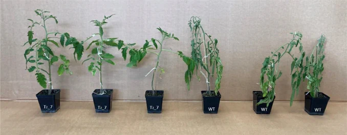 Drought stress analysis. Left: Edited plants after 10 days without water. Right: Control plants after 10 days without water.