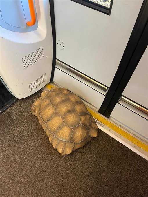 Image shows a picture of a tortoise on a train 