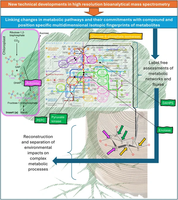 Potentials for metabolomics and stable isotope ecology in a combined assessment of compound and position-specific stable isotope signatures. 