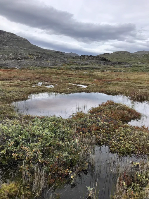 Boggy area with open water in Greenland.