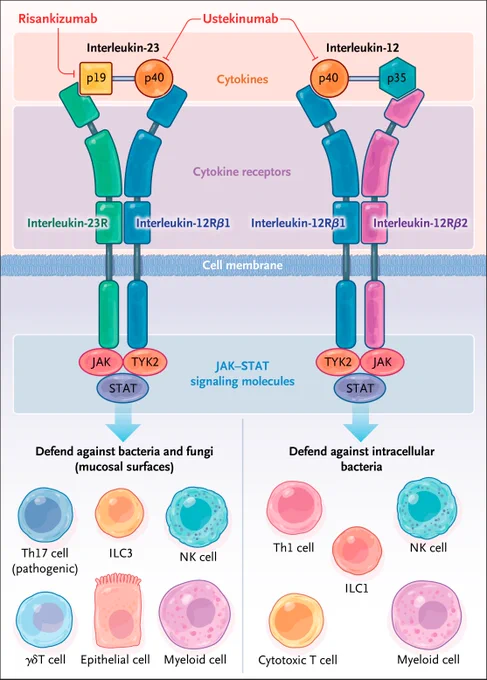 Diagram of interleukin-23 and interleukin-12 cytokines.