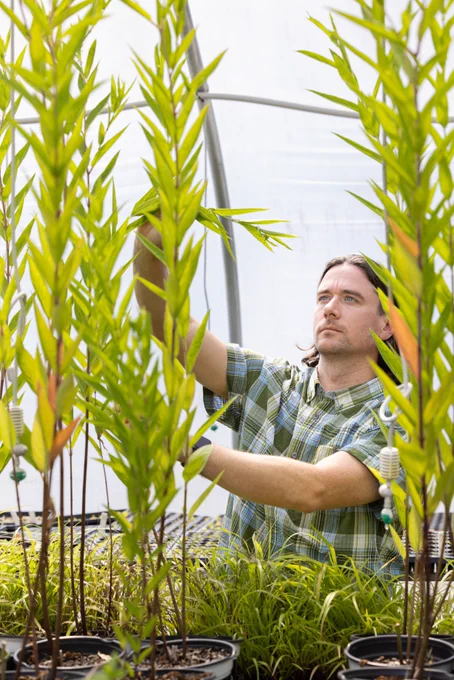 Person inspecting tall plants in a greenhouse, focusing intently on the leaves.
