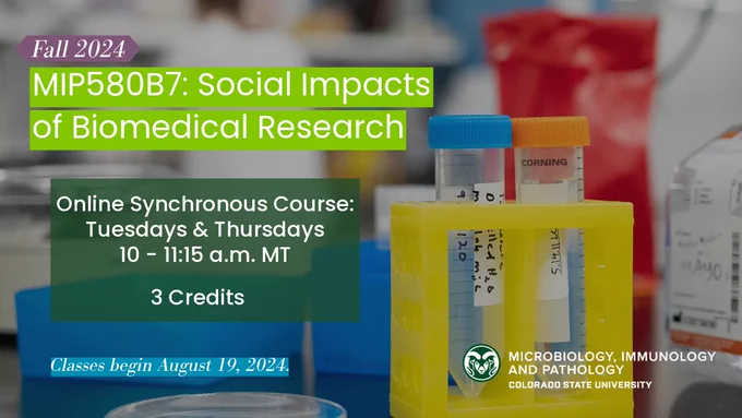 Fall 2024 MIP580B7: Social Impacts of Biomedical Research, an three-credit online synchronous course offered Tuesdays and Thursdays from 10 to 11:15 am mountain time via CSU Online and the Colorado State University Department of Microbiology, Immunology, and Pathology. Classes begin August 19, 2024. Decorative background image shows biomedical lab supplies on a counter with an individual scientist wearing a lab coat in the distance.