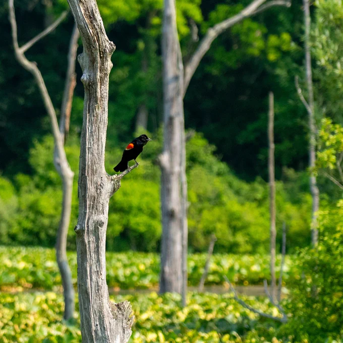 A photo of a red wing blackbird sitting on a dead, broken tree branch in a marsh filled with lily pads.