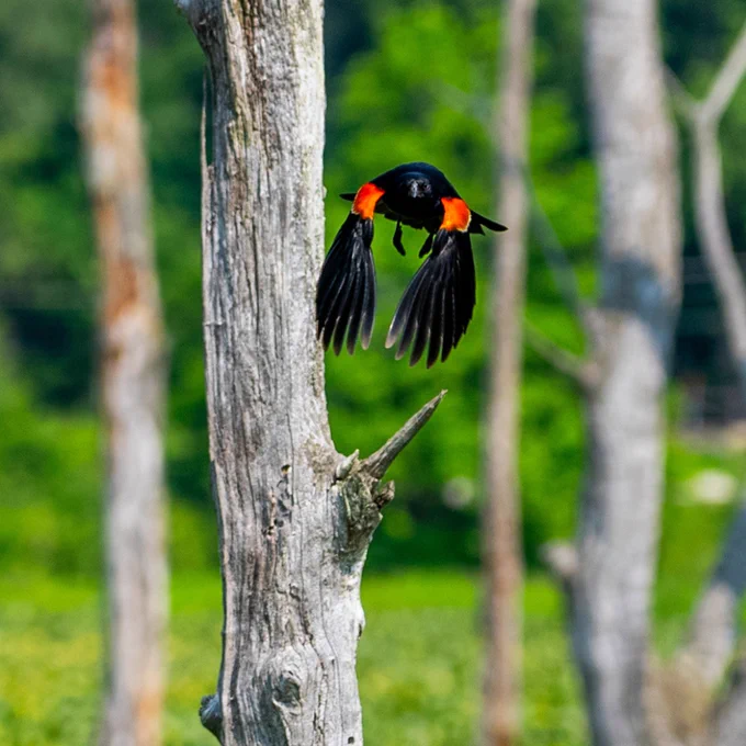 A photo of a red wing blackbird flying from a dead, broken tree branch in a marsh filled with lily pads.