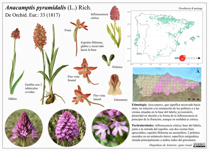 Team: @EduardoCires @luzmariamf @GonzalezToralC @candelacuestaUO @MauroSannaBot @chinasturias96 @Lopezalonsord 
Credits: miradasbotanicas, peresol, pieterhuy
Bibliography: Abbildungen der in Deutschland und den angrenzenden gebieten vorkommenden grundformen der orchideenarten (1904), Prof. dr. Thomé's Flora von Deutschland, Österreich und der Schweiz, in wort und bild, für schule und haus ... mit ... Gera (1886-1934).