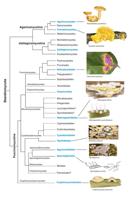 Fig. 1. Phylogram of Basidiomycota displaying groups with mycoparasitic species. Taxa comprising mycoparasites are indicated in blue. For several groups a typical mycoparasite is illustrated. The relationships depicted in this phylogram represent an interpretation based on multiple previously published phylogenetic reconstructions. Dashed lines represent uncertain relationships. Question marks indicate groups in which the presence of mycoparasites is suspected.