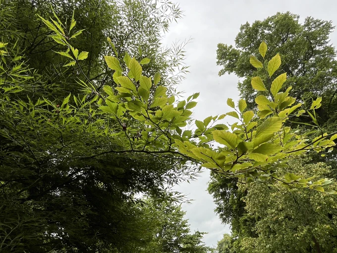 A branch of a fern-leaved beech tree where the leaves suddenly change from fern-like and pointy to flat-leaved beech-like leaves.
