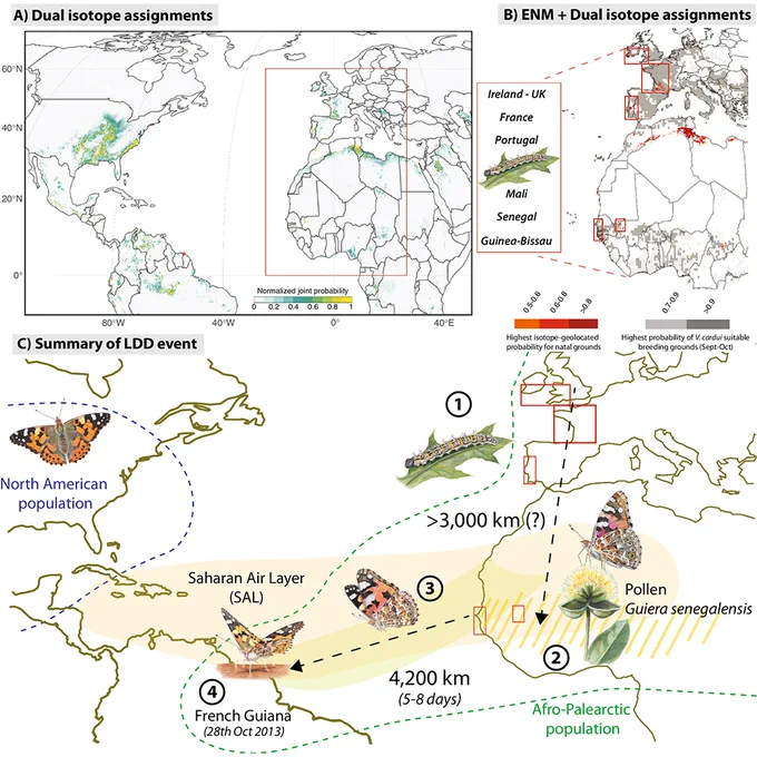 This is figure 4, which shows that Vanessa cardui transoceanic dispersers likely developed as larvae in Western Europe.
