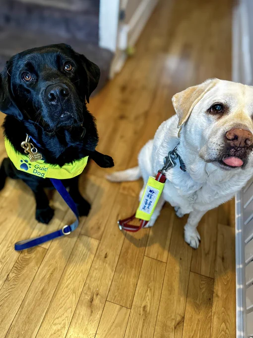 Quark up-sits in harness looking at the camera with a serious expression on his face, as if he’s listening intently. Whereas Kika is up-sitting and sticking her tongue out at the camera defiantly.