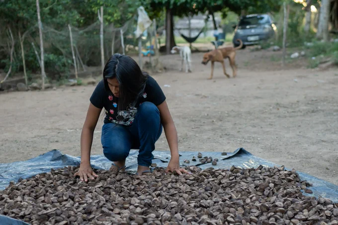 Indigenous people separate Brazil nuts for consumption in the village of Anauá. Image by Avener Prado. Brazil.
